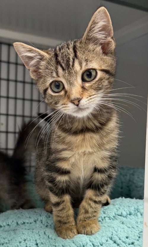 BOO - Domestic Short Hair available for adoption