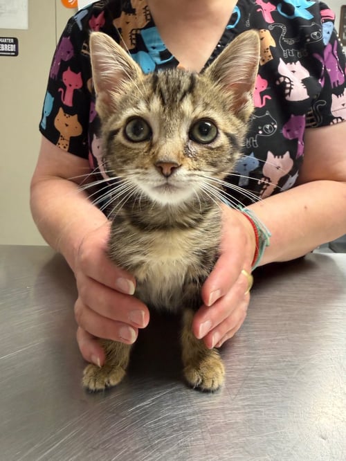 BOO - Domestic Short Hair available for adoption