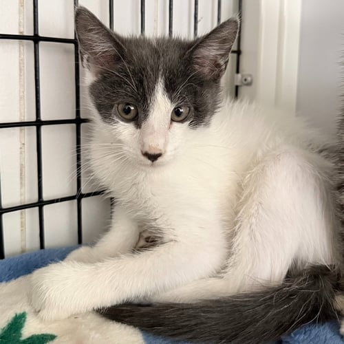 SAND CASTLE - Domestic Short Hair available for adoption