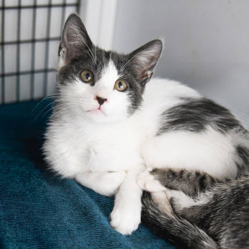 SAND CASTLE - Domestic Short Hair available for adoption