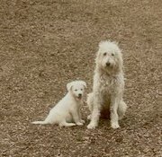 ACORN - Golden Retriever / Poodle (unknown type) available for adoption