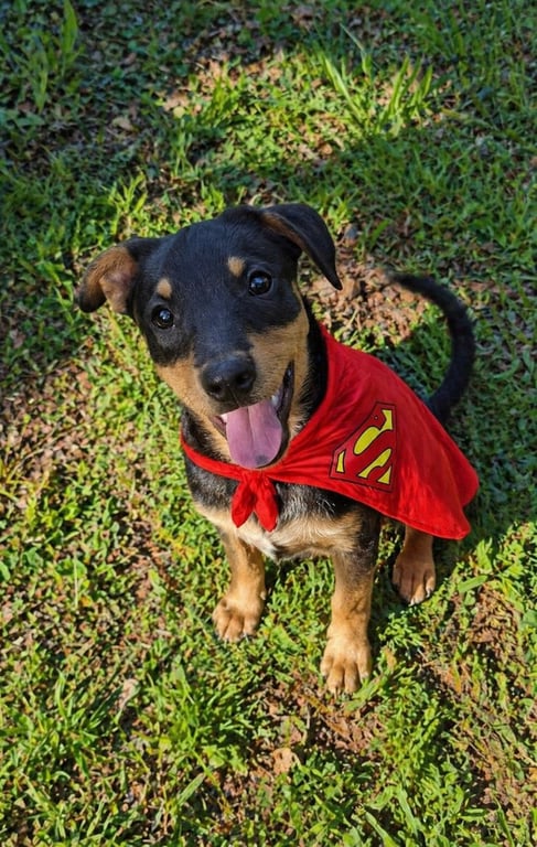 CROUTON Image