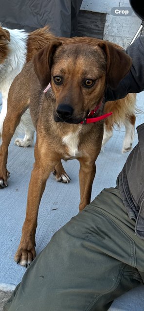ROCKY - Beagle available for adoption