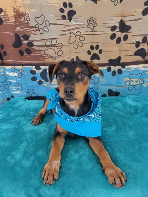 CRICKET - Labrador Retriever / Border Collie available for adoption