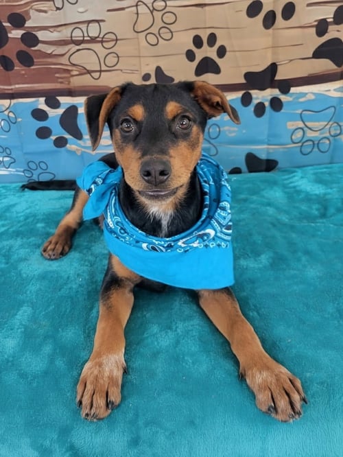 CRICKET - Labrador Retriever / Border Collie available for adoption