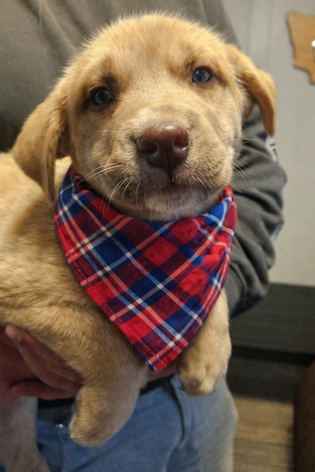 MOUNDS - Labrador Retriever available for adoption