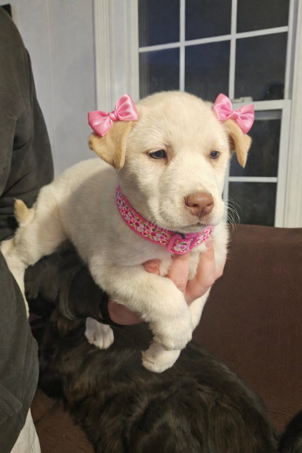 MOONPIE - Labrador Retriever available for adoption