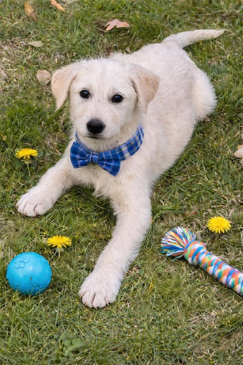 AVACADO, GOLDEN DOODLE