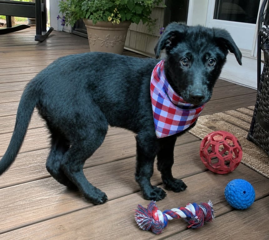 Black lab border collie Puppy  male puppy Image