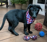 Black lab border collie Puppy  male puppy - Photo 1