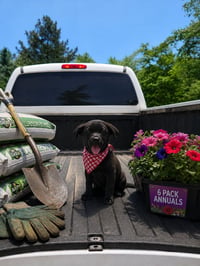 Black lab border collie Puppy  male puppy - Photo 2