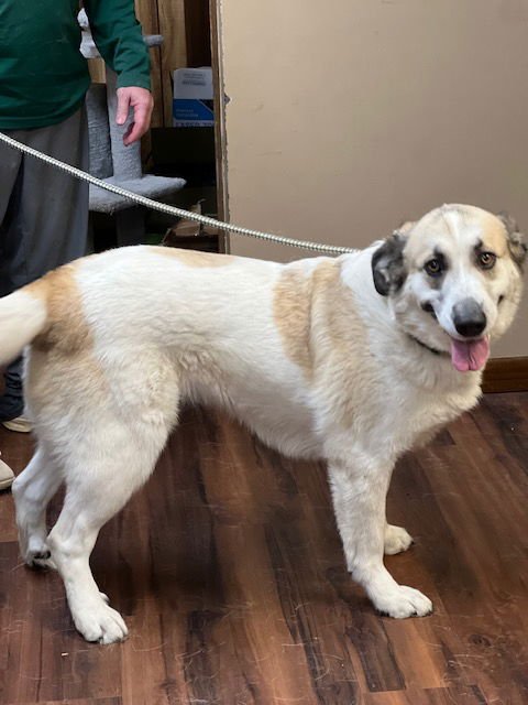 GOLDEN RETRIEVER MIX - Golden Retriever available for adoption