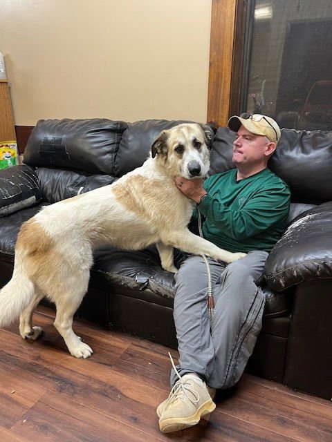 Golden retriever mix - Photo 3