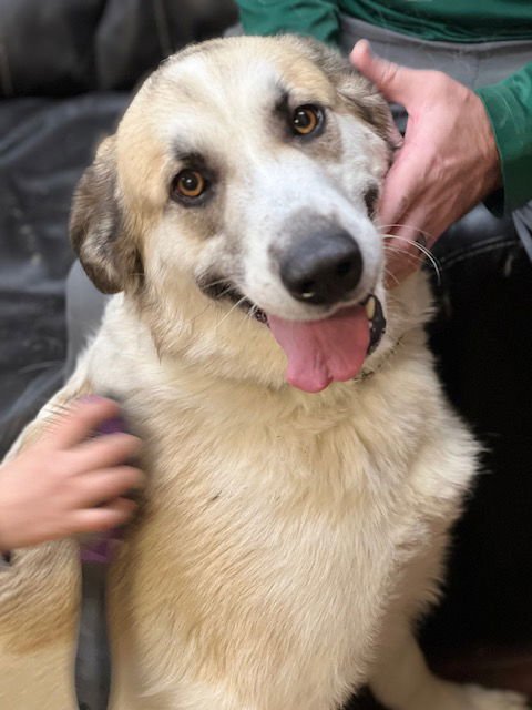 Golden retriever mix - Photo 4