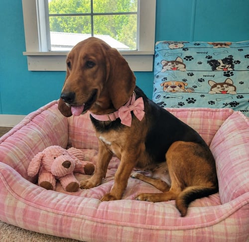 RIVER - Basset Hound available for adoption