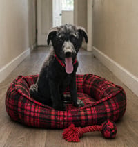 SMOKY - Photo 1