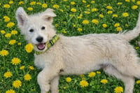 Almond , golden doodle - Photo 1