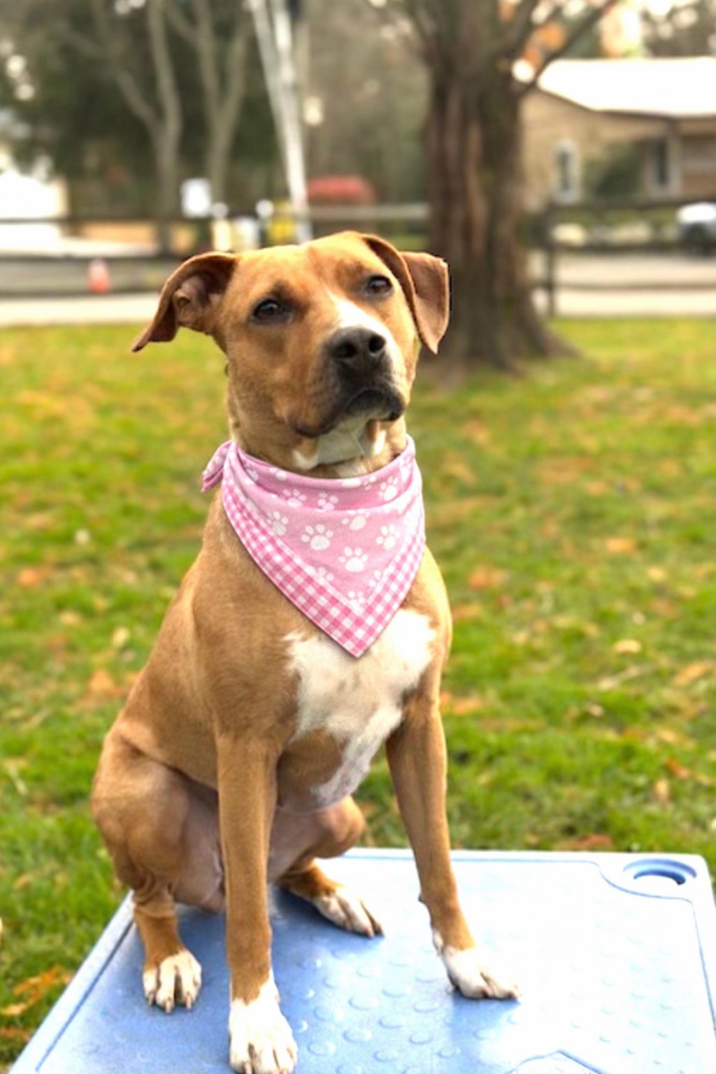 CLOVER - Yellow Labrador Retriever available for adoption