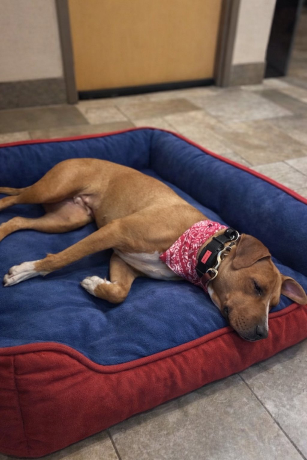 CLOVER - Yellow Labrador Retriever available for adoption