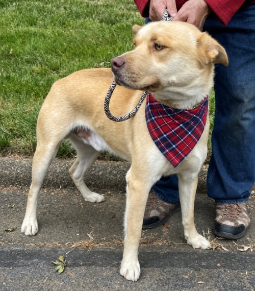 GOLDEN LAB, GOLDEN LAB - Golden Retriever / Labrador Retriever available for adoption