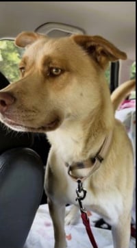 Golden lab, Golden lab - Photo 2