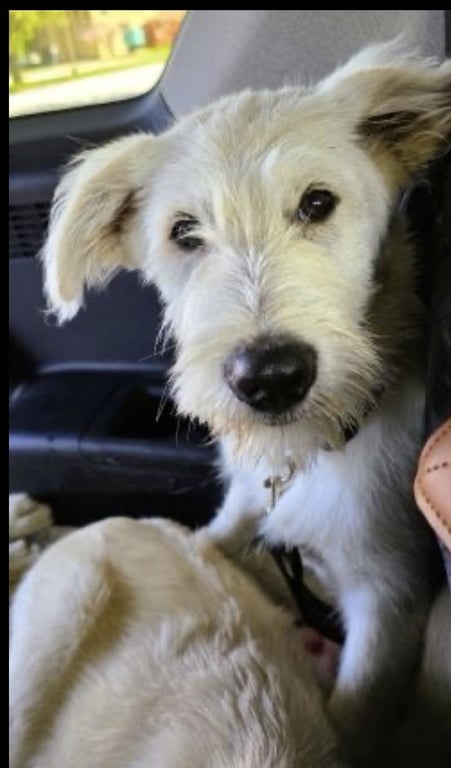Golden Doodles         , Doodles Image