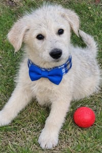 Golden Doodles         , Doodles - Photo 2