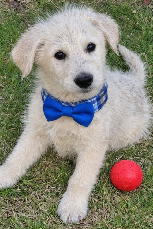 GOLDEN DOODLES         , DOODLES - Golden Retriever / Poodle (unknown type) available for adoption