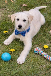 Golden Doodles         , Doodles - Photo 3