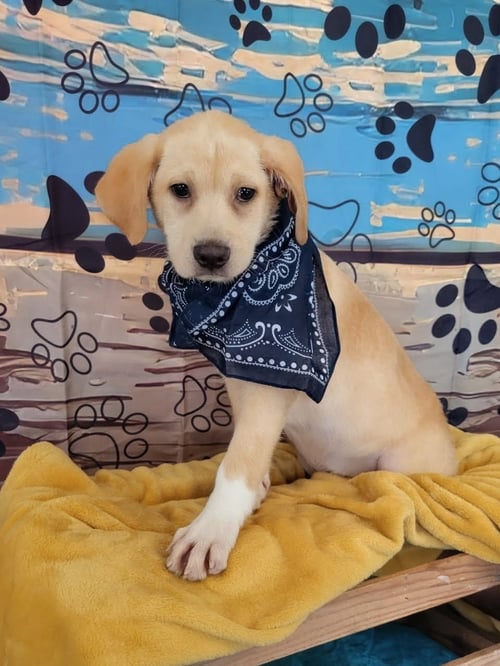 IRVING - Retriever / Labrador Retriever available for adoption