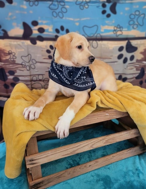 IRVING - Retriever / Labrador Retriever available for adoption