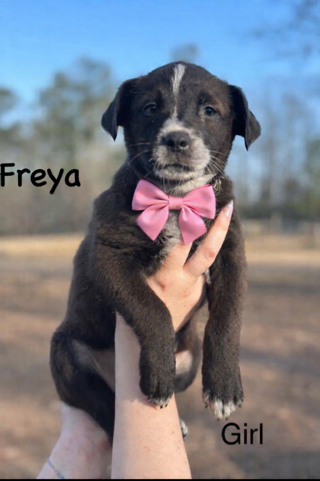 FREYA - Labrador Retriever / Border Collie available for adoption