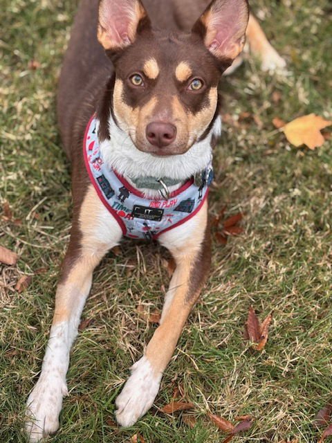 ADDIE - Australian Shepherd / Australian Cattle Dog/Blue Heeler available for adoption