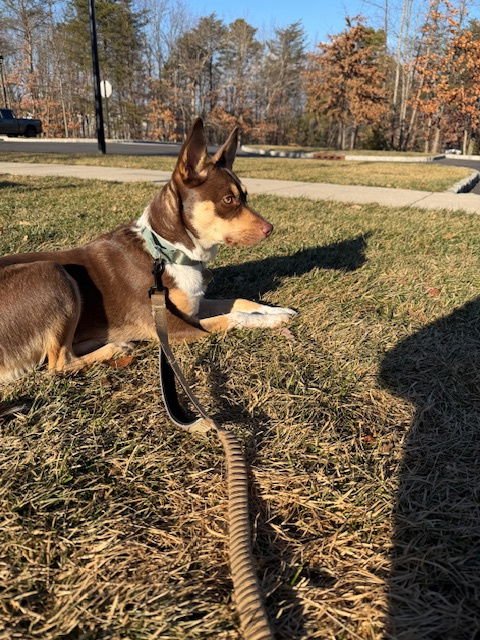 ADDIE - Australian Shepherd / Australian Cattle Dog/Blue Heeler available for adoption