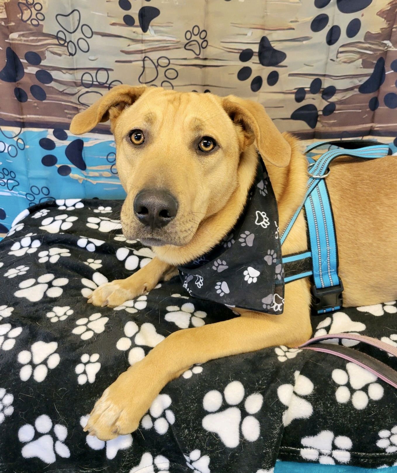 YELLOW LAB , NEWFOUNDLAND - Yellow Labrador Retriever / Newfoundland Dog available for adoption