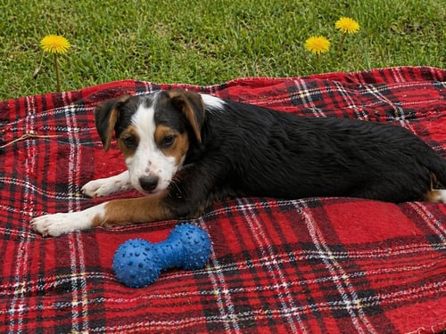 CEDAR - Border Collie / Jack Russell Terrier available for adoption