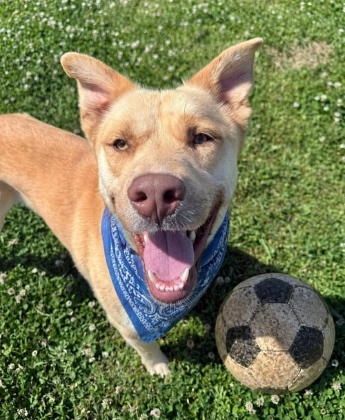 MACK - Yellow Labrador Retriever / Golden Retriever available for adoption