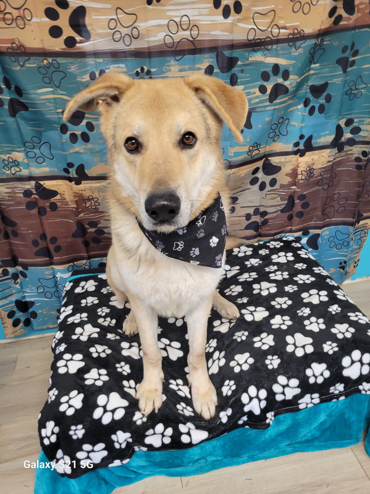 ODIE - Yellow Labrador Retriever / Yellow Labrador Retriever available for adoption