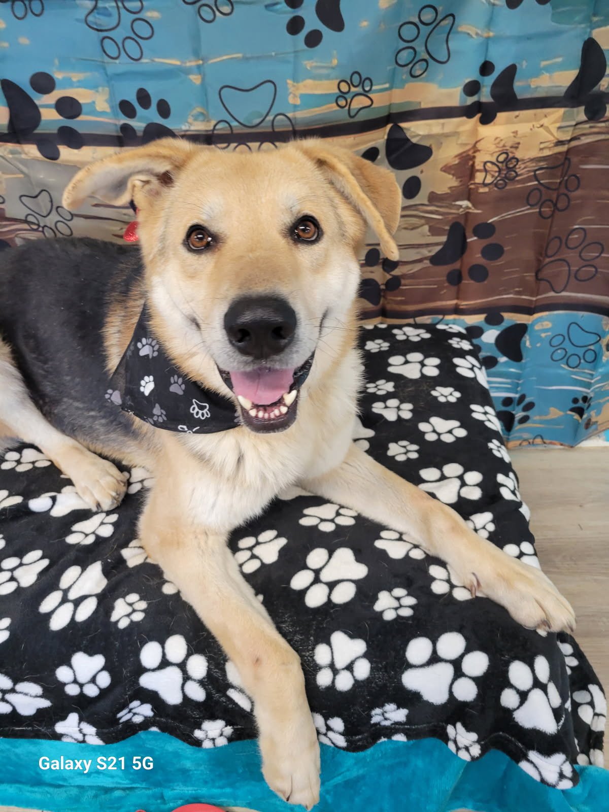 ODIE - Yellow Labrador Retriever / Yellow Labrador Retriever available for adoption