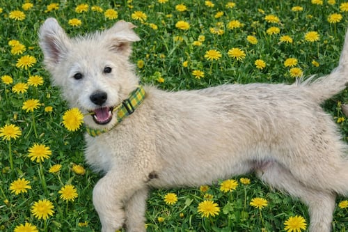 DOODLE - Golden Retriever / Poodle (unknown type) available for adoption