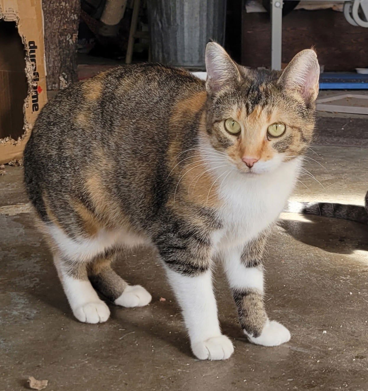 MISS MOFFETT - Domestic Short Hair available for adoption