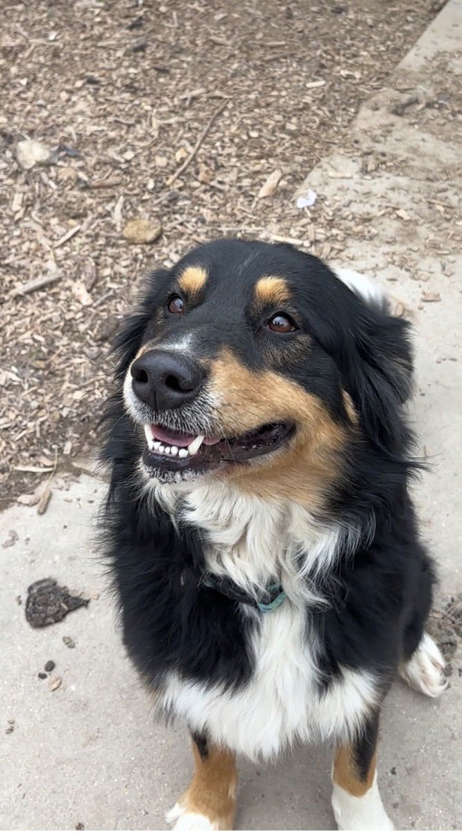 FRANK - Australian Shepherd available for adoption