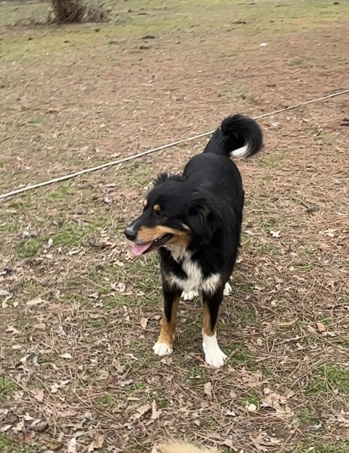 FRANK - Australian Shepherd available for adoption
