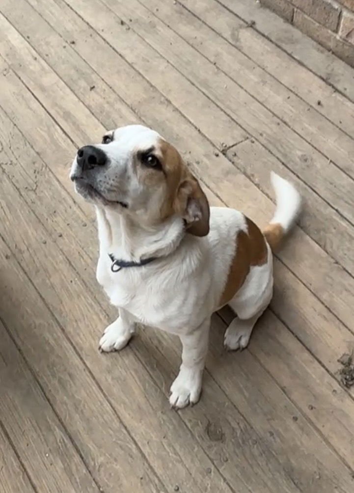 ARROW - Jack Russell Terrier / Beagle available for adoption