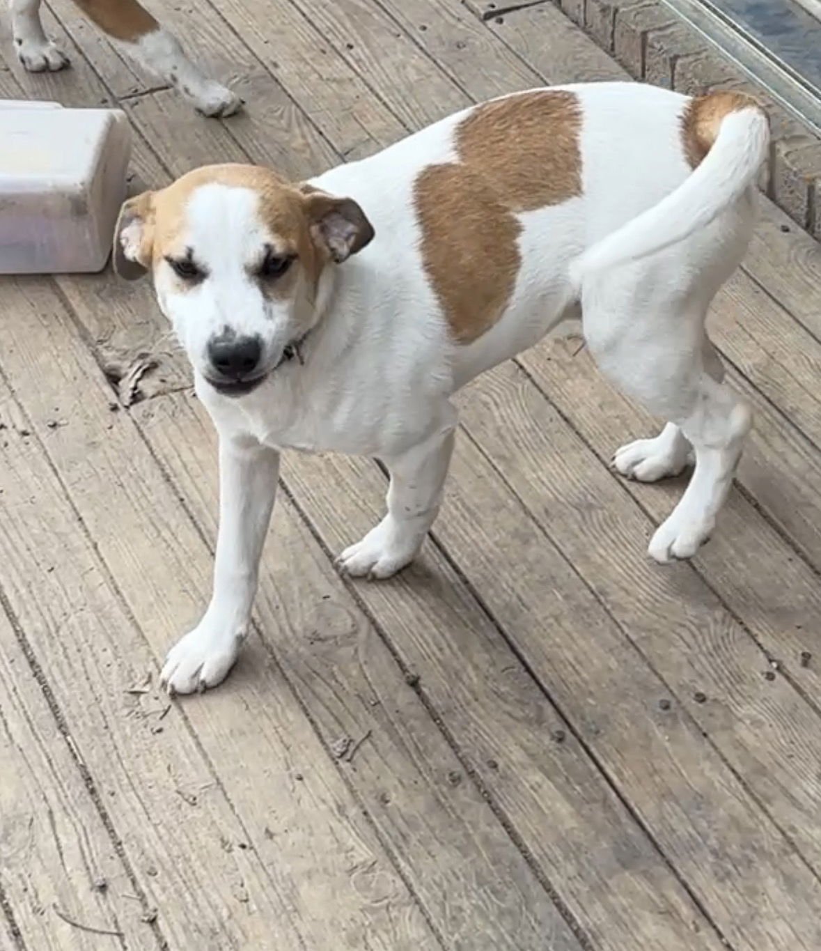 ARROW - Jack Russell Terrier / Beagle available for adoption