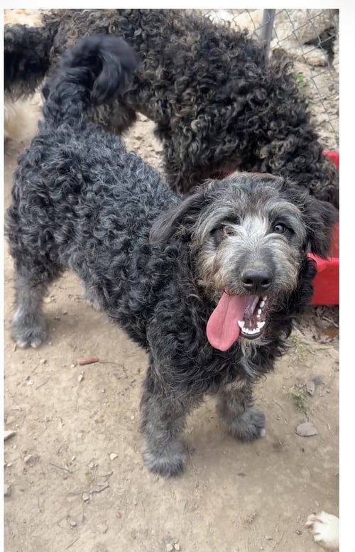 ECHO E - Labrador Retriever / Poodle (Standard) available for adoption