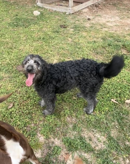 ECHO E - Labrador Retriever / Poodle (Standard) available for adoption