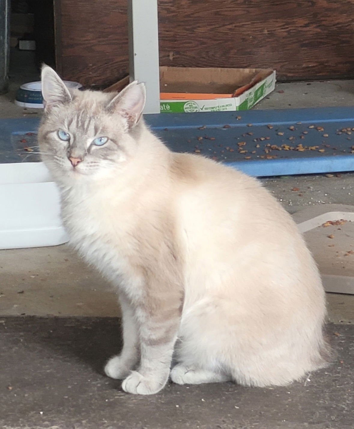 OOMA - Siamese available for adoption