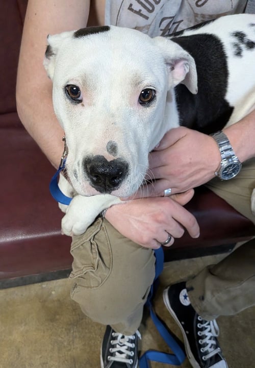SCOUT E - Bull Terrier available for adoption