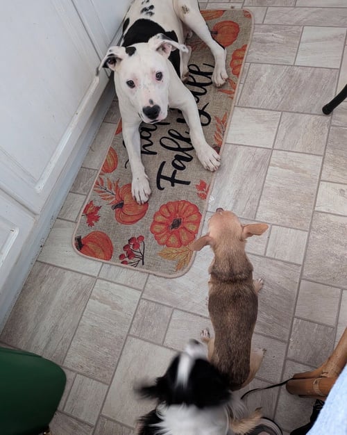 SCOUT E - Bull Terrier available for adoption